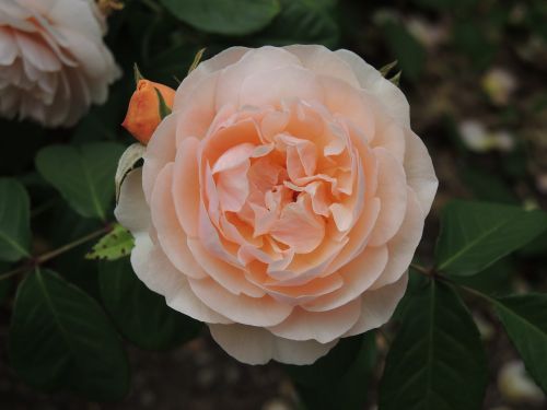 rose flower peach