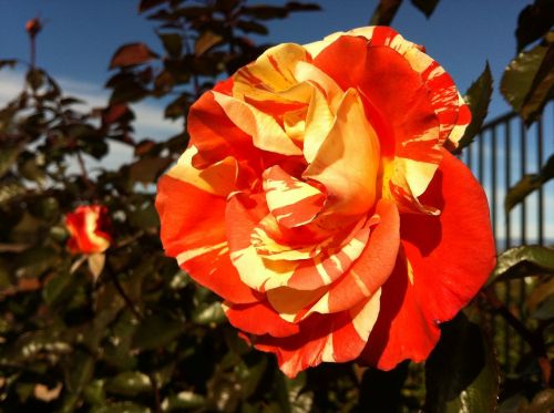 rose garden gardening