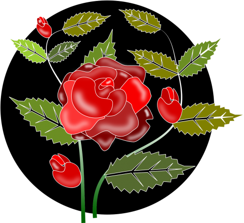 rose flowers nature