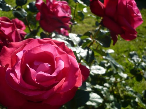 rose close macro