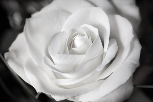 rose white wedding