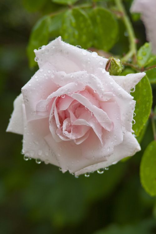 rose nature dew