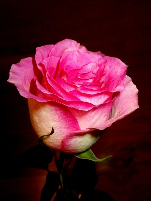 rose flower pink