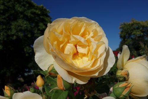 rose yellow blossom