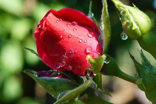 rose red drops