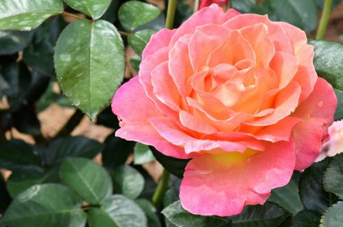 rose flower botanical