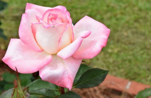 rose flower botanical