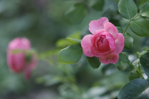 rose floral nature