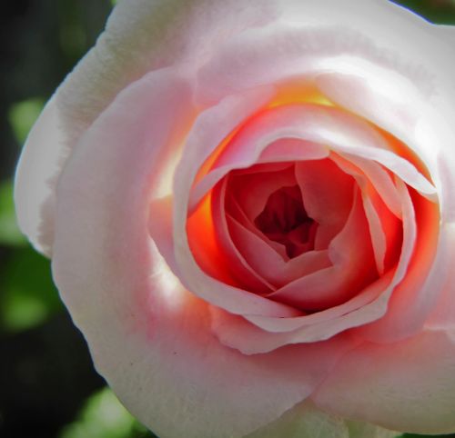 rosebud bud close up