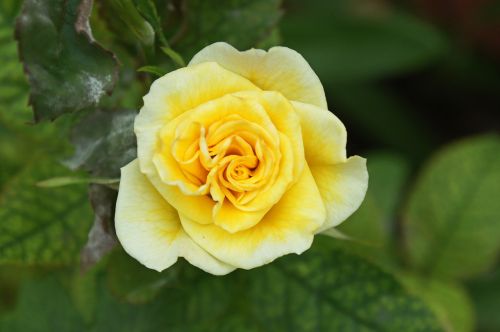 rose yellow spring