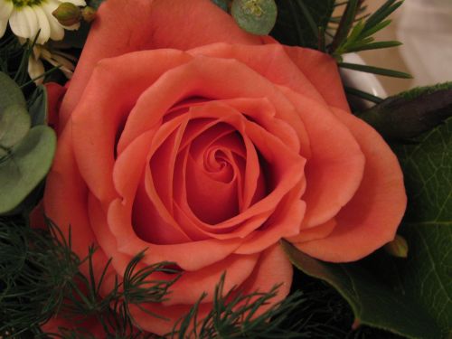 rose peach-colored flower
