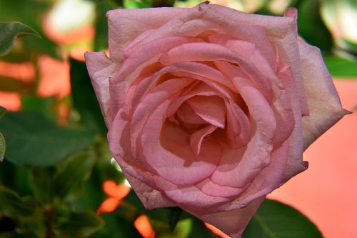 rose pink color petals