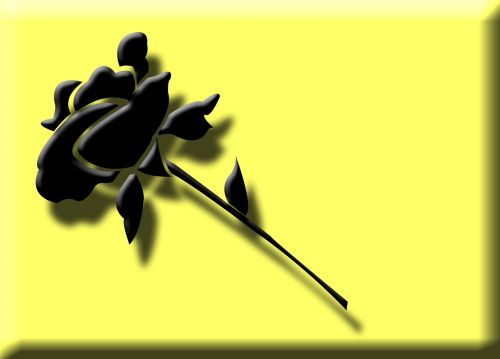 rose black flower
