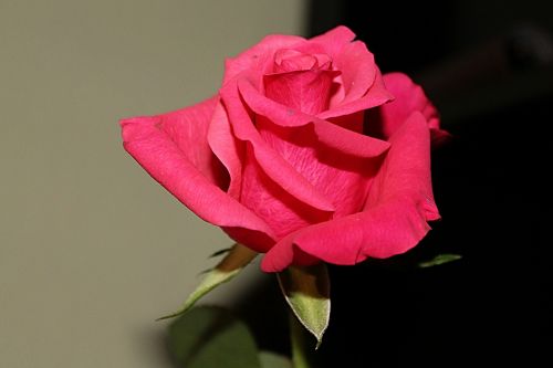 rose red blossom