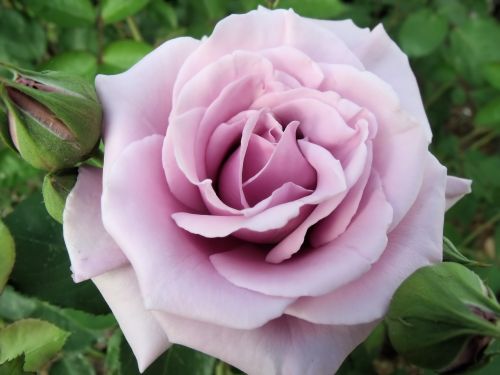 rose lavender flower