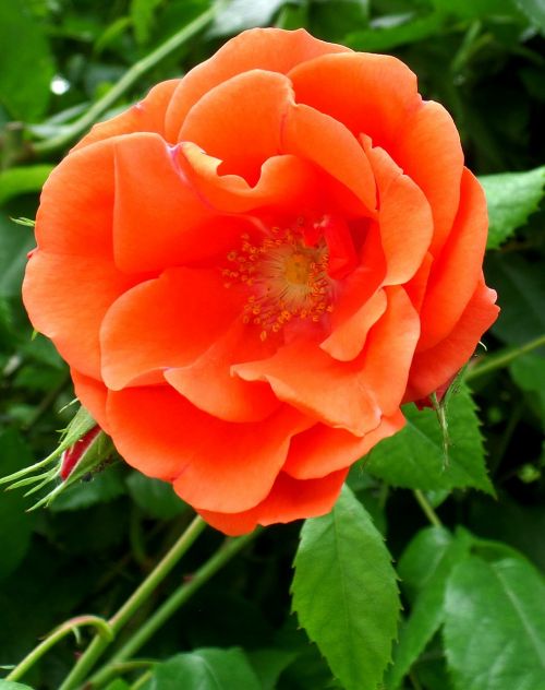 rose orange flower