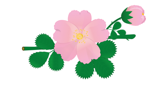 rose flower briar