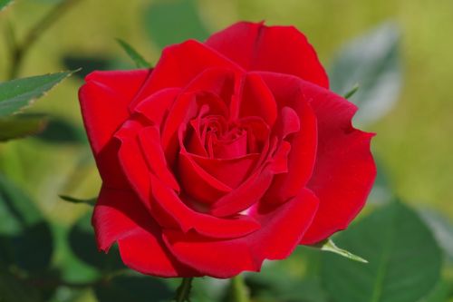 rose love red