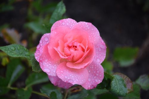 rose raindrop nature