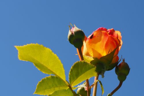 rose rose bloom rosebud