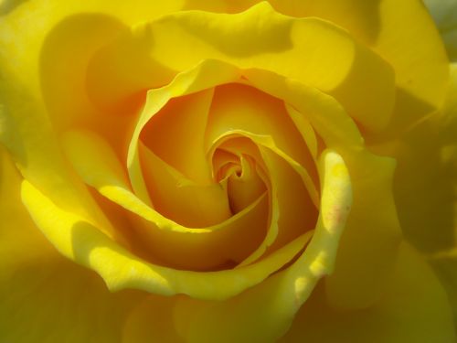 rose yellow flower