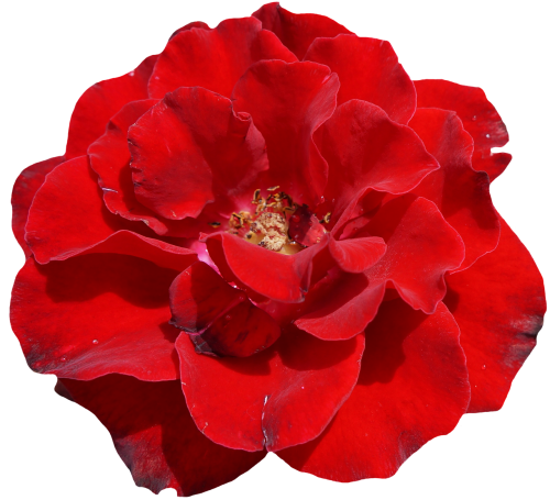 rose red blossom