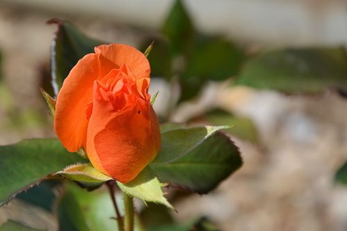 rose orange orange rose