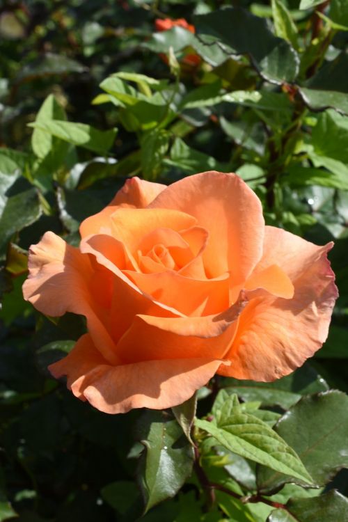 rose affix orange