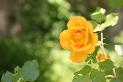 rose flowers spring