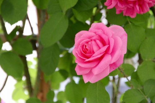 rose open rose english rose