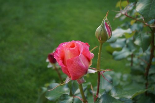 rose rose bloom pink flower