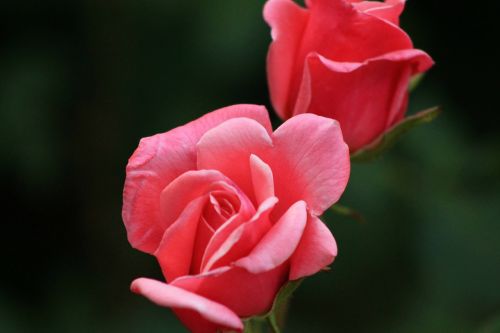 rose red rose nature