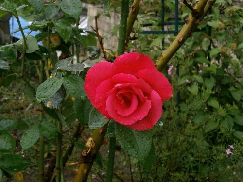 rose red flowers after the rain