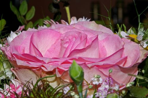 rose bouquet flowers