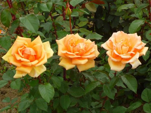 rose orange bloom