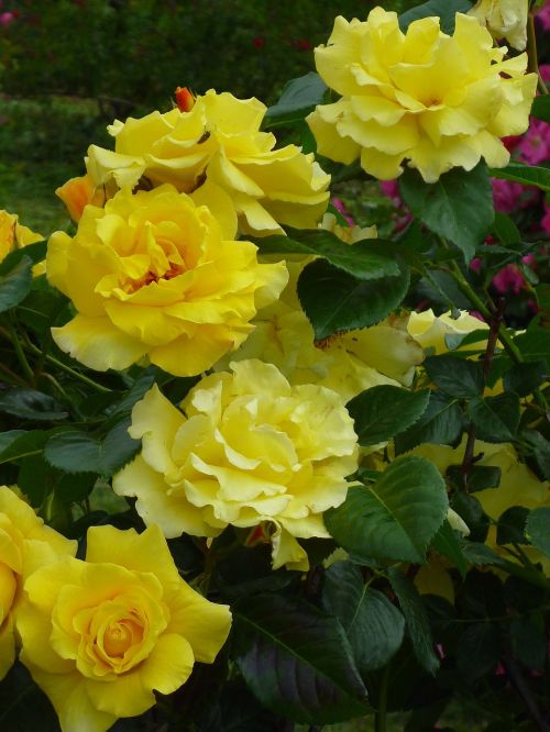 rose blooming flower lemon yellow