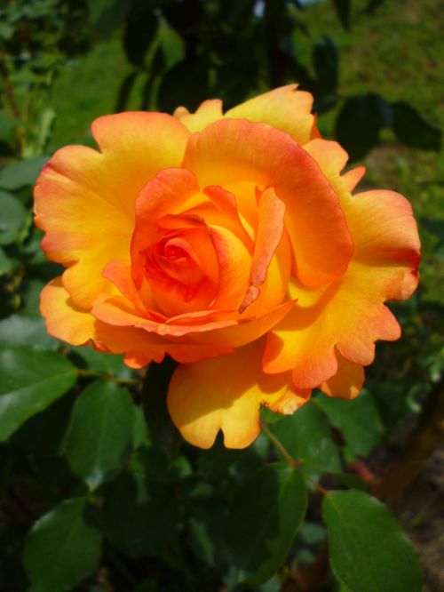 rose orange summer flower