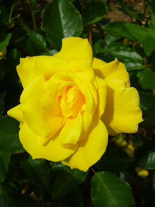 rose lemon yellow summer flower