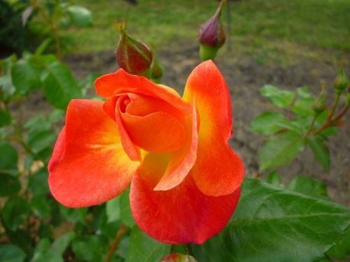 rose orange bud roses
