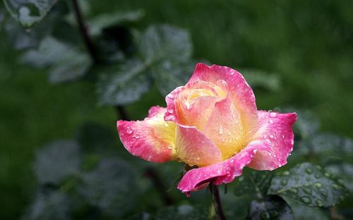 rose spring pink rose
