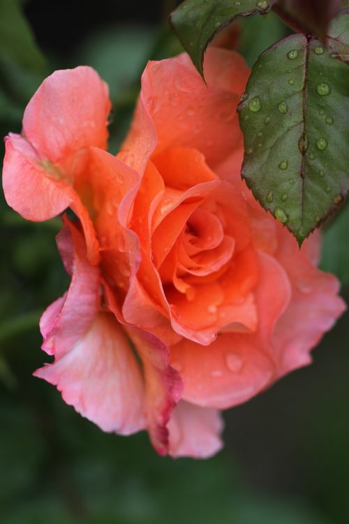 rose rose blooms flower