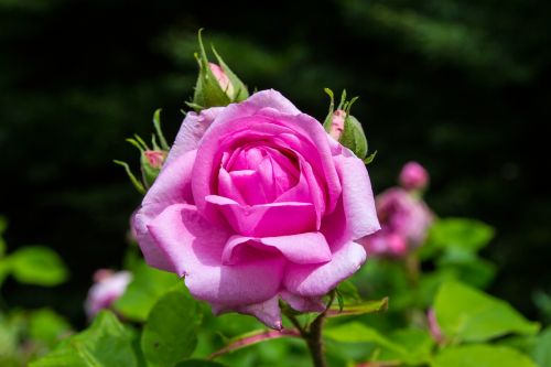 rose pink flower