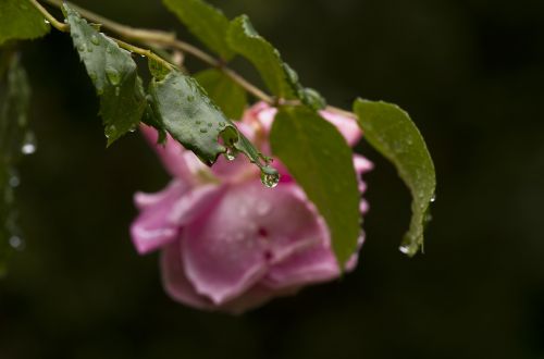 rose leaves rain
