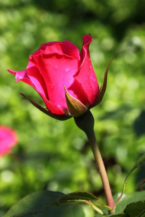 rose rose blooms red rose