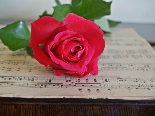rose red sheet music