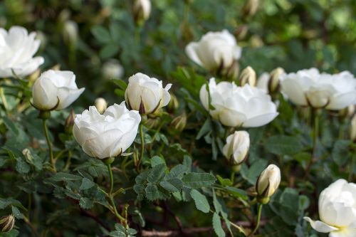 roses flower white