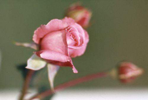 rose plant blossom