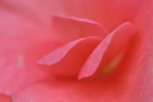 rose petal pink