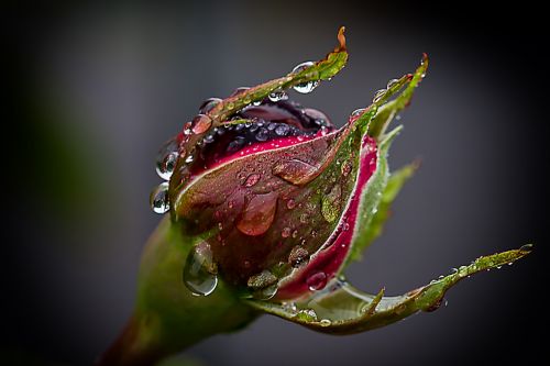 rose rain drip