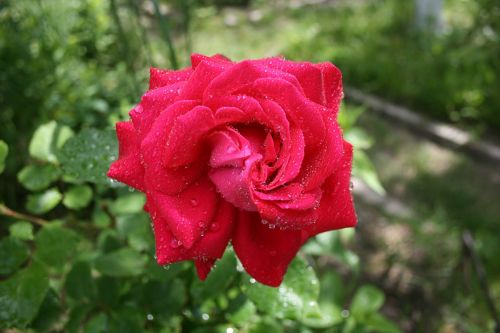 rose rosa drops